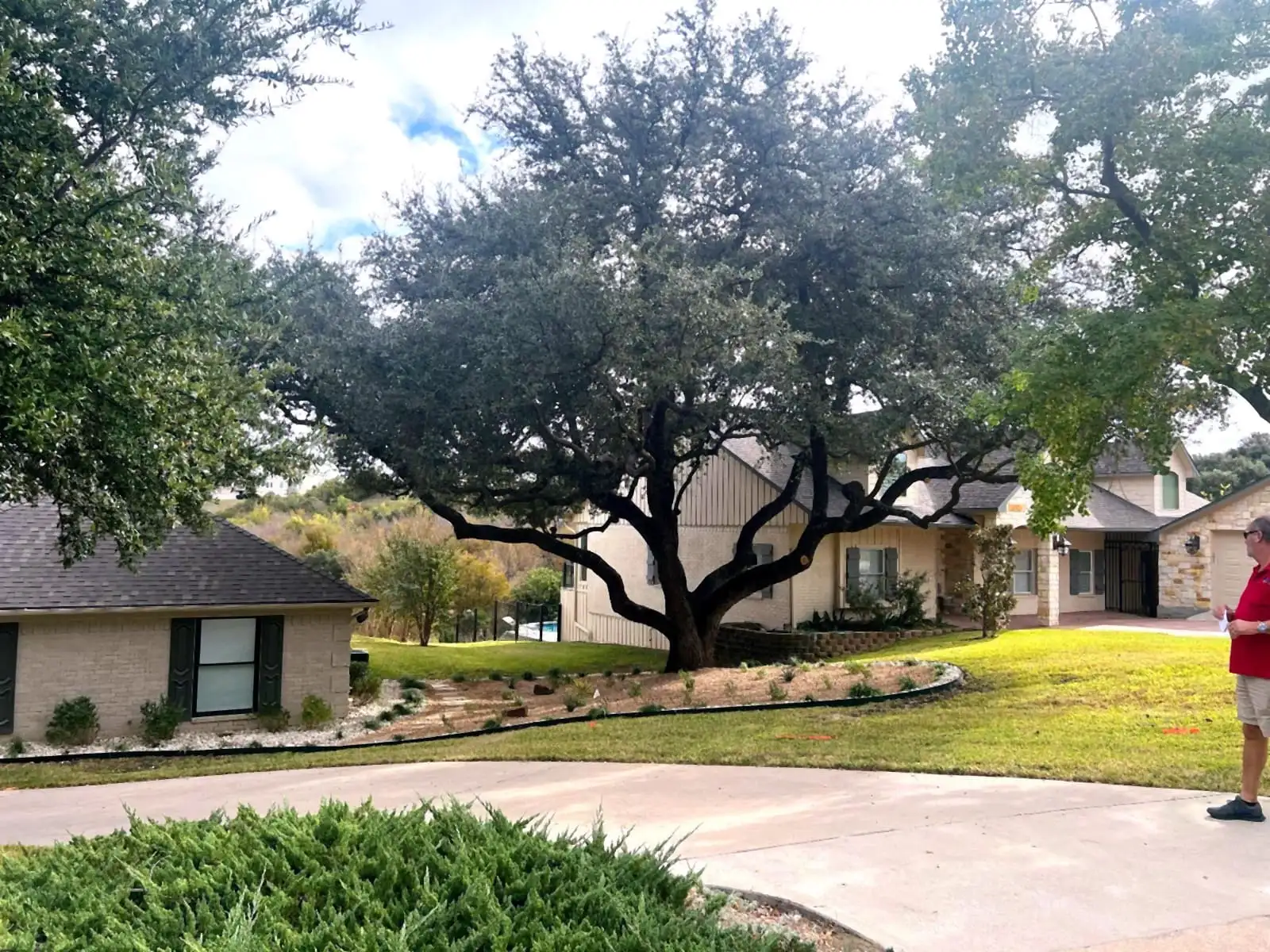 A mature live oak with a new curved planting bed installed by H&M in Central Texas.